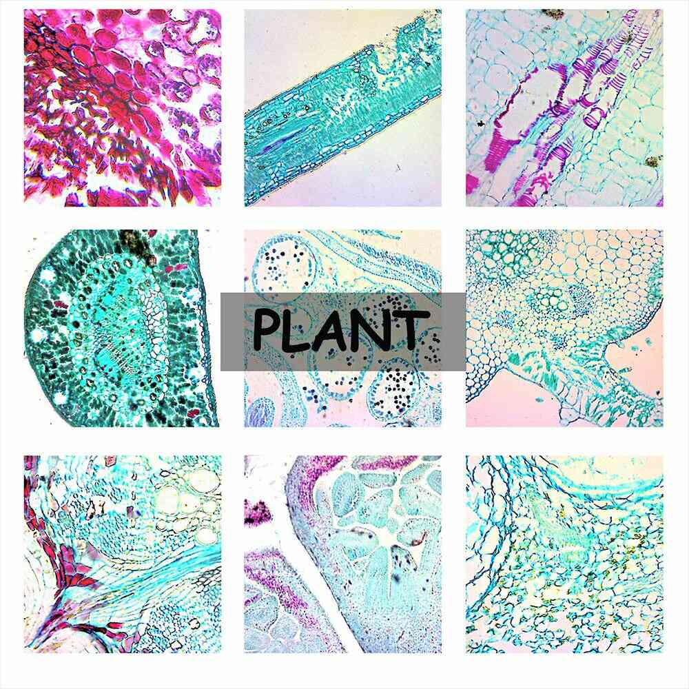 Preprepared Microscope Slide Kit (Animals, Plants, Vegetables Specimens) 12 pcs